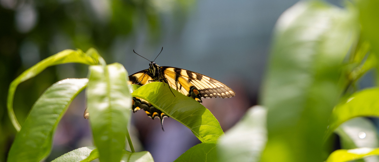 Butterfly outside MERF building perched on a leaf